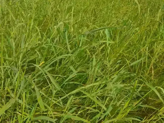 Terrain